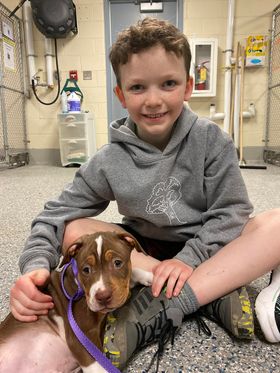 Young boy in grey hoodie volunteering and spending time with a brown and white puppy