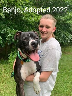 Banjo, Adopted 2022. Large black and white pit bull with his tongue hanging out being held by his male owner wearing a light grey shirt. 