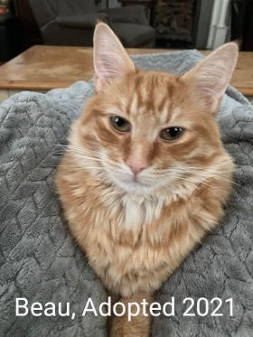 Beau, Adopted in 2021. Beau is a long haired orange tabby cat nestled in a soft gray blanket.