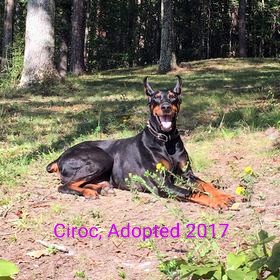 Ciroc, adopted in 2017. Ciroc is a black and tan Doberman Pinscher laying in grass.