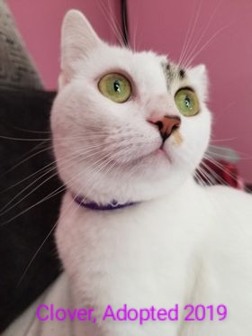 Clover, Adopted in 2019. Clover is a white short hair cat with bright green eyes and a pink nose