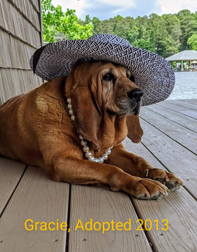 Gracie, Adopted in 2013. Gracie is a red bloodhound and is laying on a porch with a string of pearls around her neck and a grey sunhat on her head.