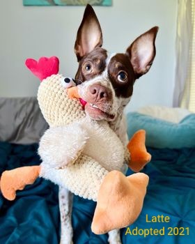 Latte, Adopted in 2021. Latte is a brown and white dog with ears standing up holding a stuffed duck toy in his mouth