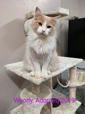 Woody, Adopted in 2019. Woody is a white and orange long haired cat sitting regally on top of a tan cat tower