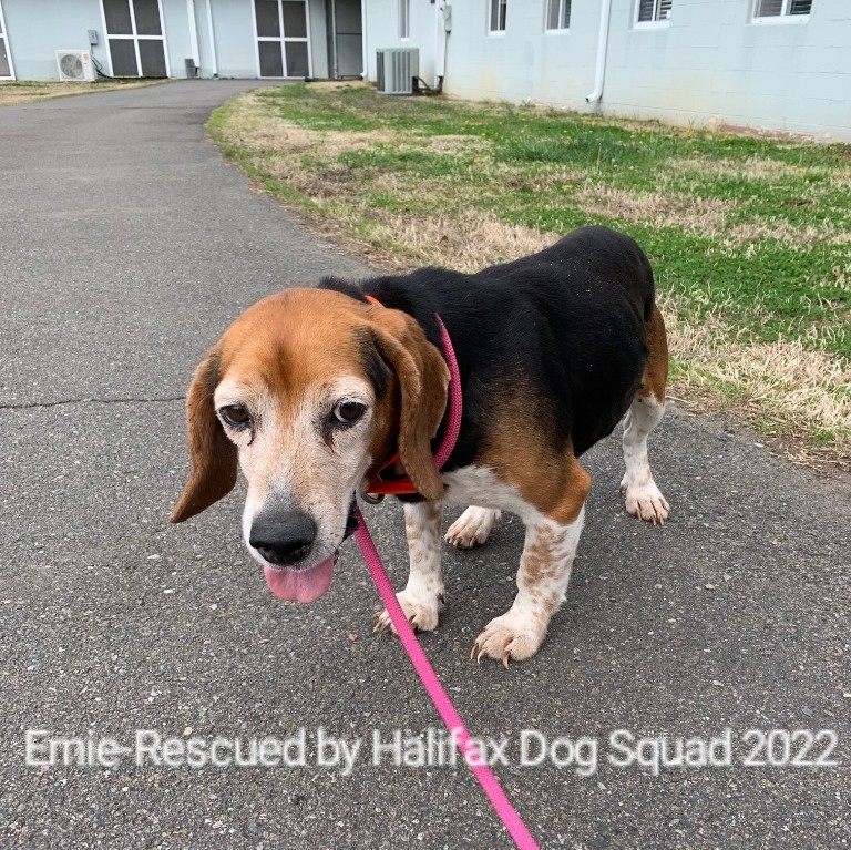 Ernie, a tricolored beagle who was rescued by Halifax Dog Squad in 2022