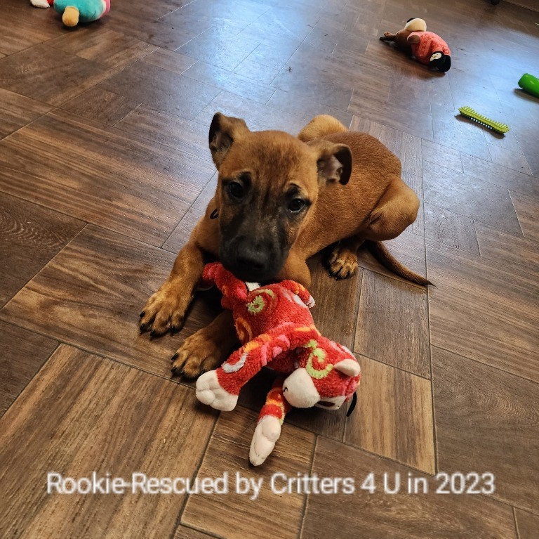 Rookie, a brown and black Belgian Malinois puppy, rescued by Critters 4 U in 2023
