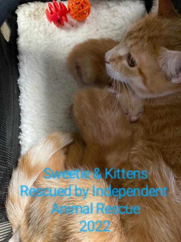 An orange tabby cat named Sweetie & her kittens, all rescued by Independent Animal Rescue in 2022