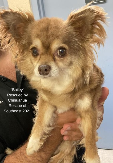 Bailey, a brown long-haired chihuahua, rescued by Chihuahua Rescue in 2021