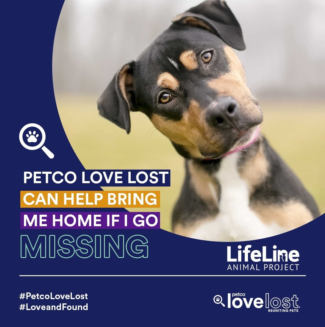 Photo of a dog and link to Petco Love Lost Reuniting Site