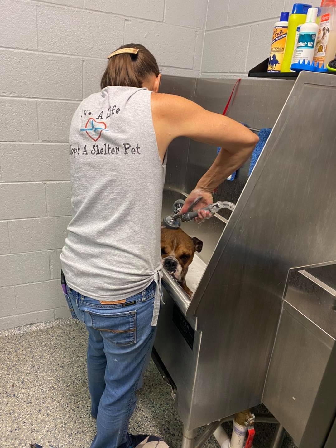 female volunteer giving dog a bath